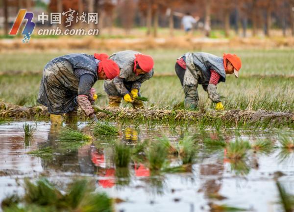 古林：又一季蔺草开始插秧