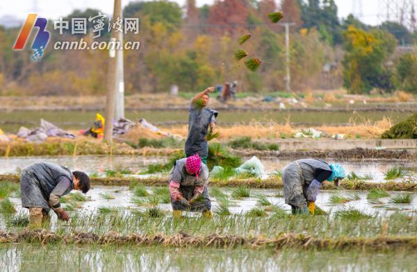 古林：又一季蔺草开始插秧